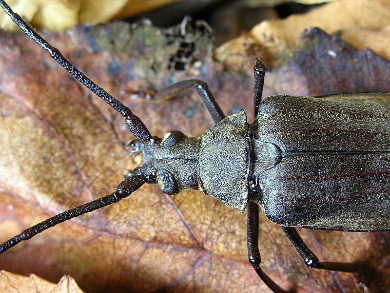 Femmina di Aegosoma scabricorne con uova